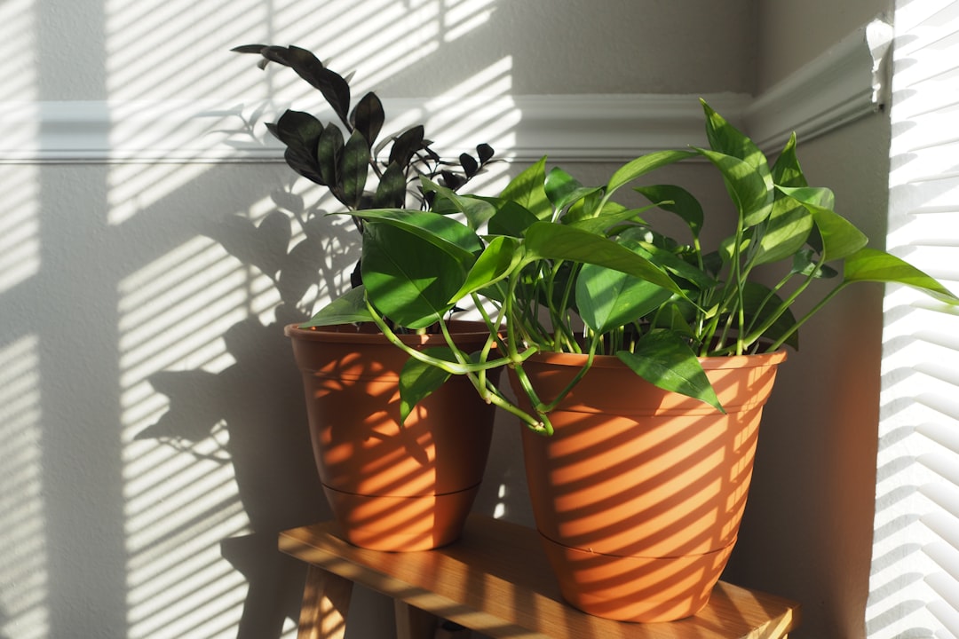 découvrez notre sélection de pots de fleurs élégants et résistants, parfaits pour sublimer vos plantes en intérieur comme en extérieur.