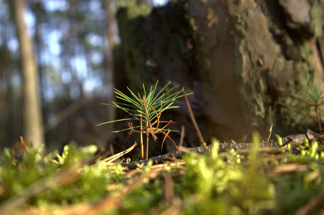 test de repousse des plantes : évaluez la capacité de régénération des végétaux pour optimiser la croissance et la santé des cultures.