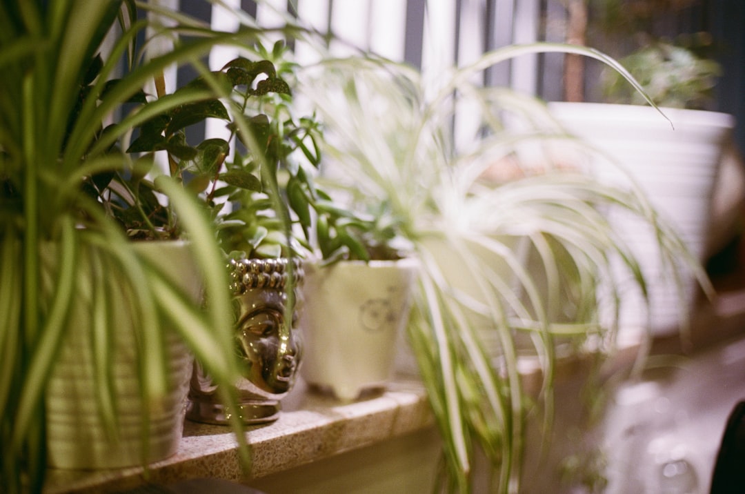 participez à notre plant swap pour échanger vos plantes, boutures et conseils jardinage avec une communauté passionnée et dynamique.