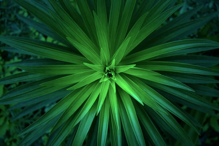 échangez vos plantes et enrichissez votre collection botanique avec plant_swap, la plateforme idéale pour les passionnés de jardinage.