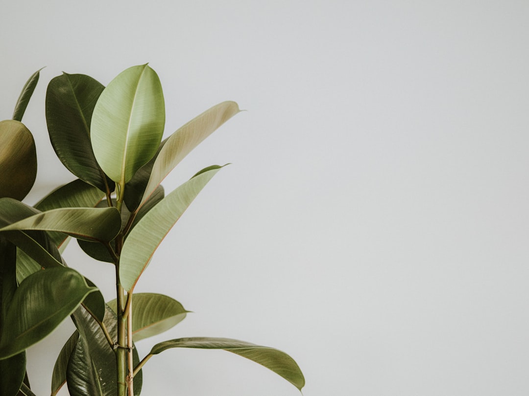 échangez vos plantes facilement avec plant_swap, la communauté idéale pour partager, découvrir et faire grandir votre collection de plantes.