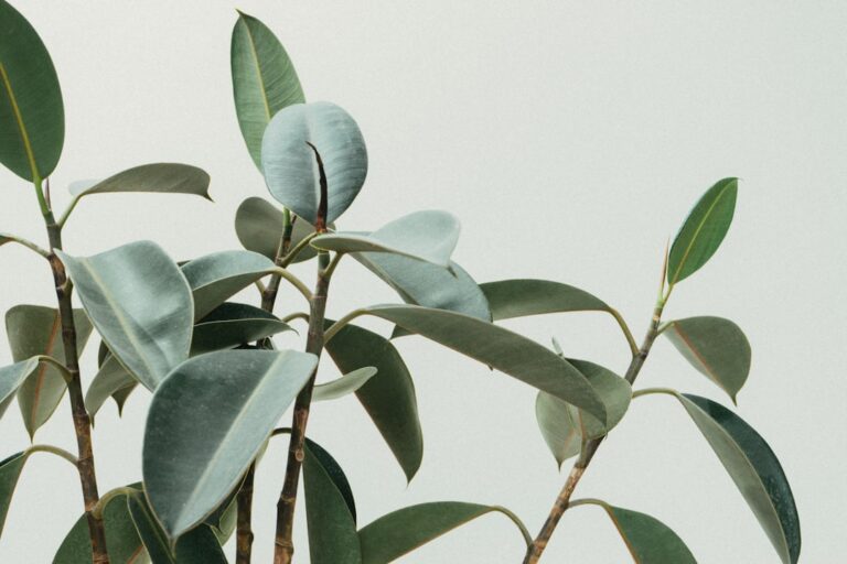 échangez vos plantes avec d'autres passionnés lors de notre événement plant swap. partagez, découvrez et enrichissez votre collection de plantes de manière conviviale et écologique.