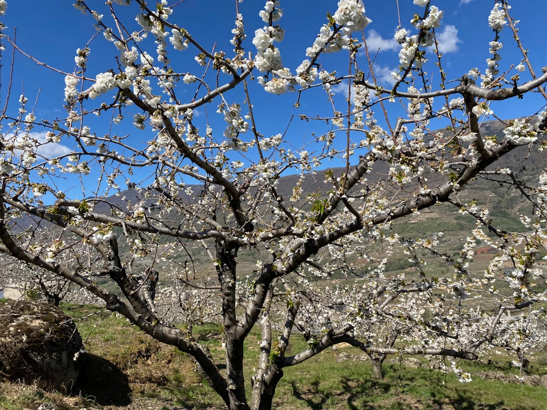 découvrez comment planter un abricotier pour obtenir des fruits savoureux. guide étape par étape pour un jardin florissant.