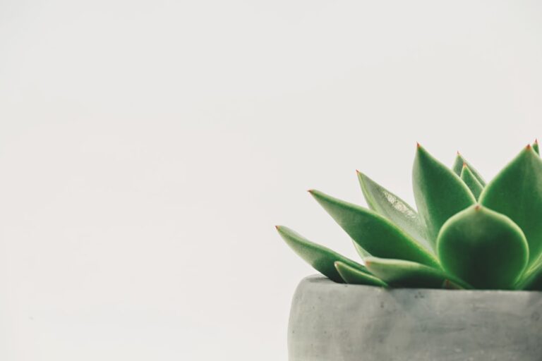 découvrez notre sélection exceptionnelle de plants pour embellir votre jardin et favoriser une croissance saine de vos plantes. conseils et variété pour tous les passionnés de jardinage.