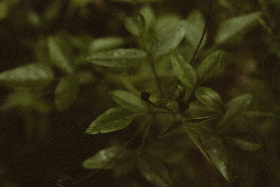 découvrez notre sélection de plantes d'intérieur et d'extérieur pour embellir votre espace, purifier l'air et apporter une touche de nature chez vous.