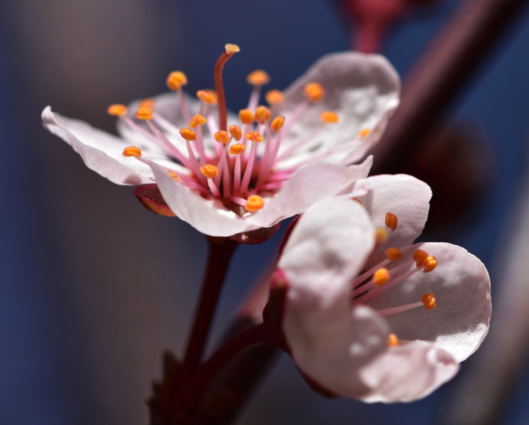 découvrez tout sur la pollinisation des pruniers : méthodes, importance et conseils pour une bonne fructification.