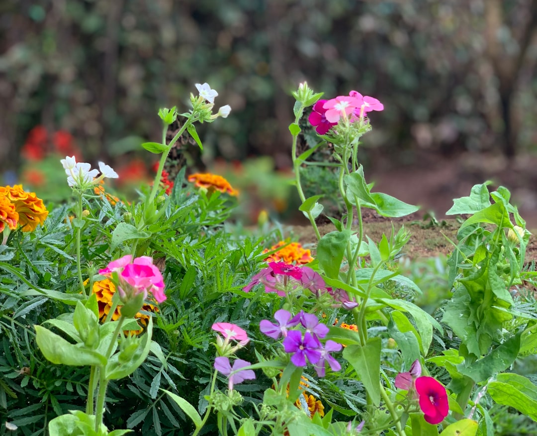découvrez des résolutions de jardinage après la floraison pour entretenir et préparer votre jardin en vue des saisons à venir.