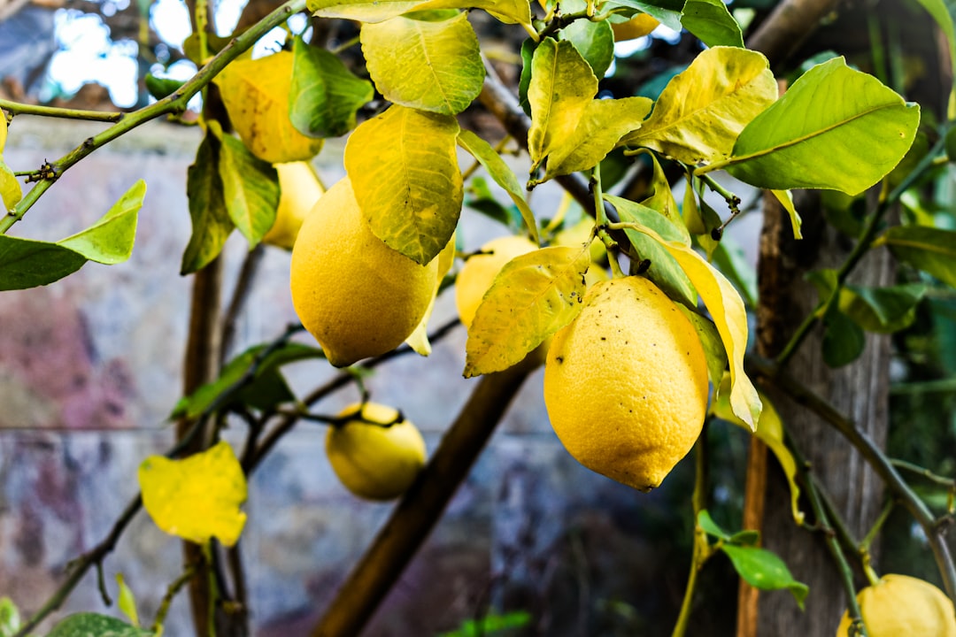 découvrez notre citronnier en pot, parfait pour apporter une touche de fraîcheur et de nature à votre intérieur ou votre terrasse. facile à entretenir et idéal pour cultiver vos propres citrons chez vous.