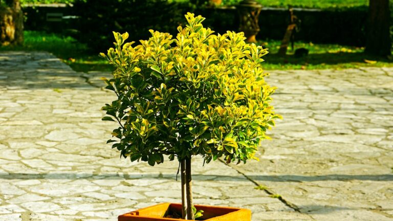 découvrez notre citronnier en pot, parfait pour apporter une touche de fraîcheur et de verdure à votre intérieur ou votre jardin. facile d'entretien, il produit de délicieux citrons toute l'année.