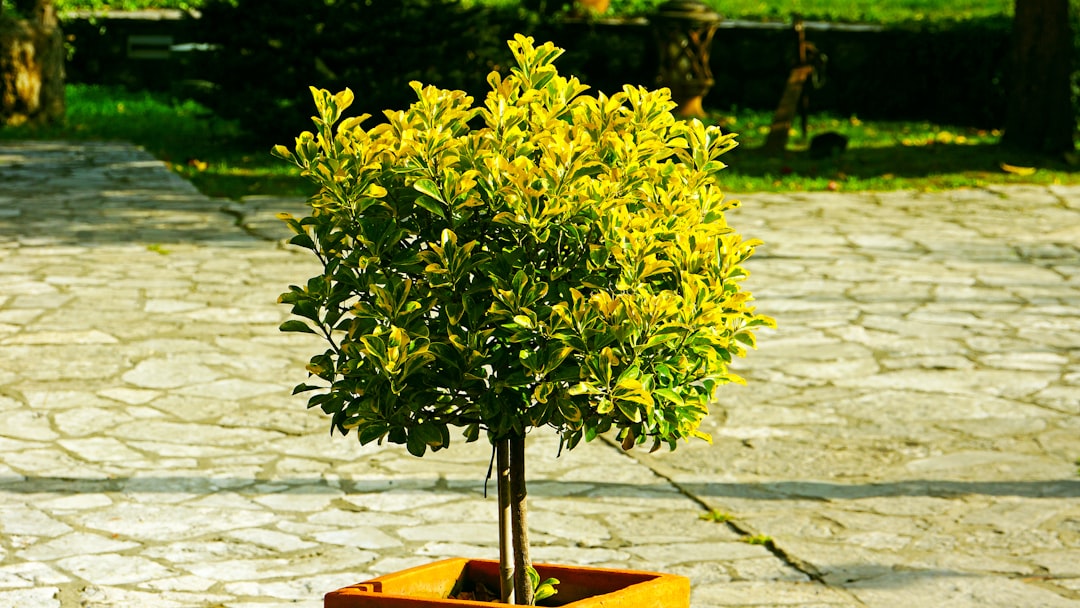 découvrez notre citronnier en pot, parfait pour apporter une touche de fraîcheur et de verdure à votre intérieur ou votre jardin. facile d'entretien, il produit de délicieux citrons toute l'année.