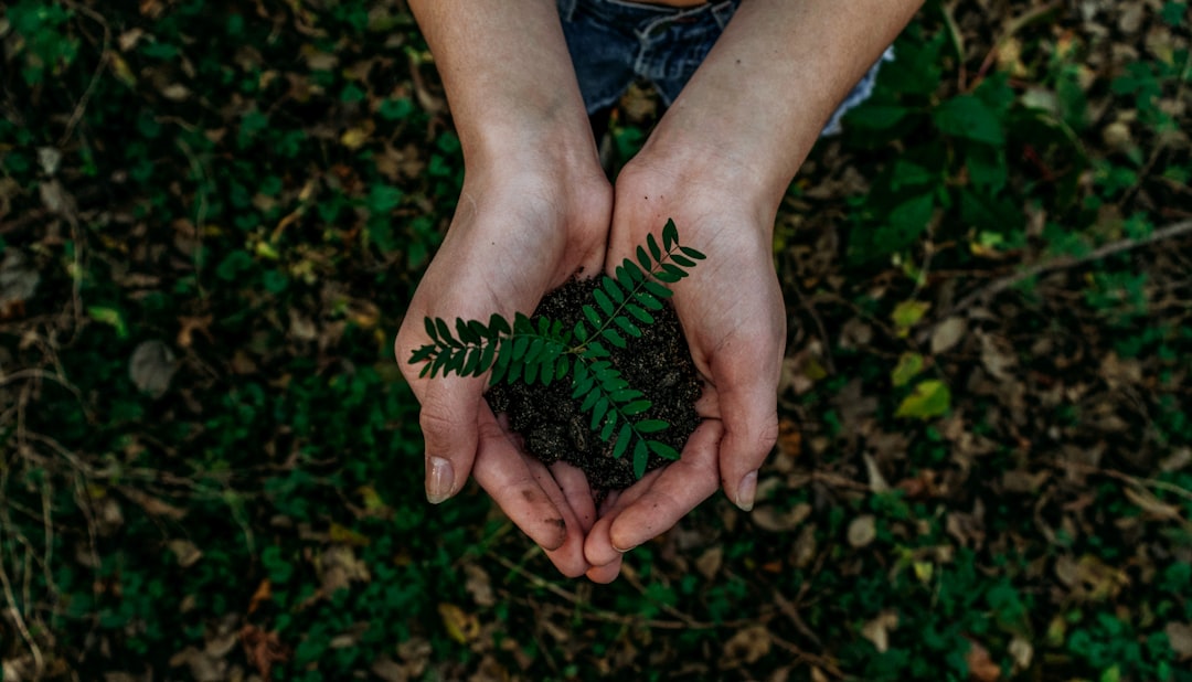 terreau de rempotage de qualité pour favoriser la croissance saine de vos plantes en pot. idéal pour un jardinage réussi et un enracinement optimal.
