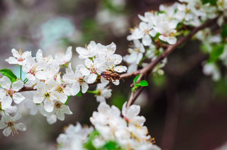 découvrez le printemps avec 'primavera', une célébration de la nature en pleine floraison. plongez dans un monde de couleurs vibrantes et d'arômes enchanteurs qui symbolisent le renouveau et la beauté de la saison.