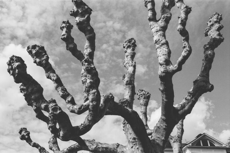 découvrez les meilleures techniques de taille pour entretenir vos plantes et arbres, favoriser leur croissance et améliorer leur santé.