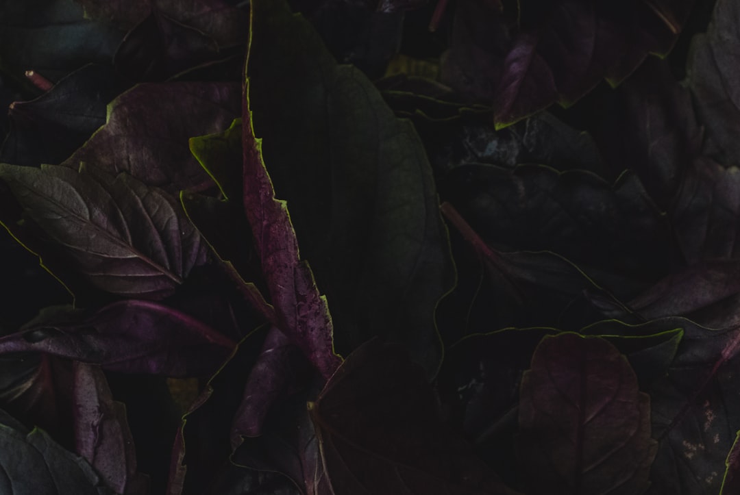 découvrez les légumes aux feuilles pourpres, riches en saveurs et en nutriments, parfaits pour égayer vos plats et votre jardin.