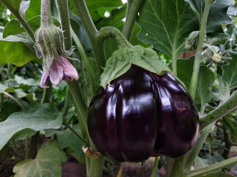 découvrez les légumes à feuillage violet, riches en nutriments et au goût unique, pour égayer vos plats et votre jardin.