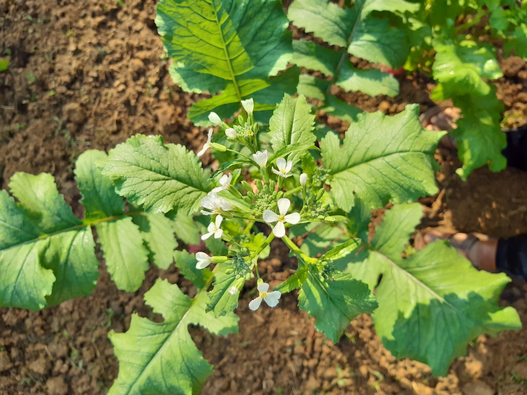 guide complet pour la plantation de radis : conseils pratiques pour semer, entretenir et récolter de délicieux radis frais dans votre jardin.