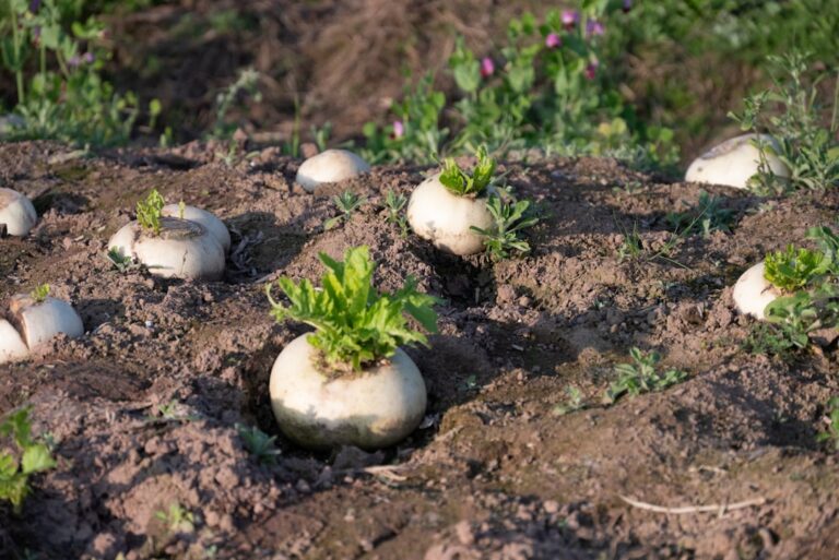 guide complet pour la plantation de radis : conseils, techniques et astuces pour réussir votre culture de radis facilement et rapidement.