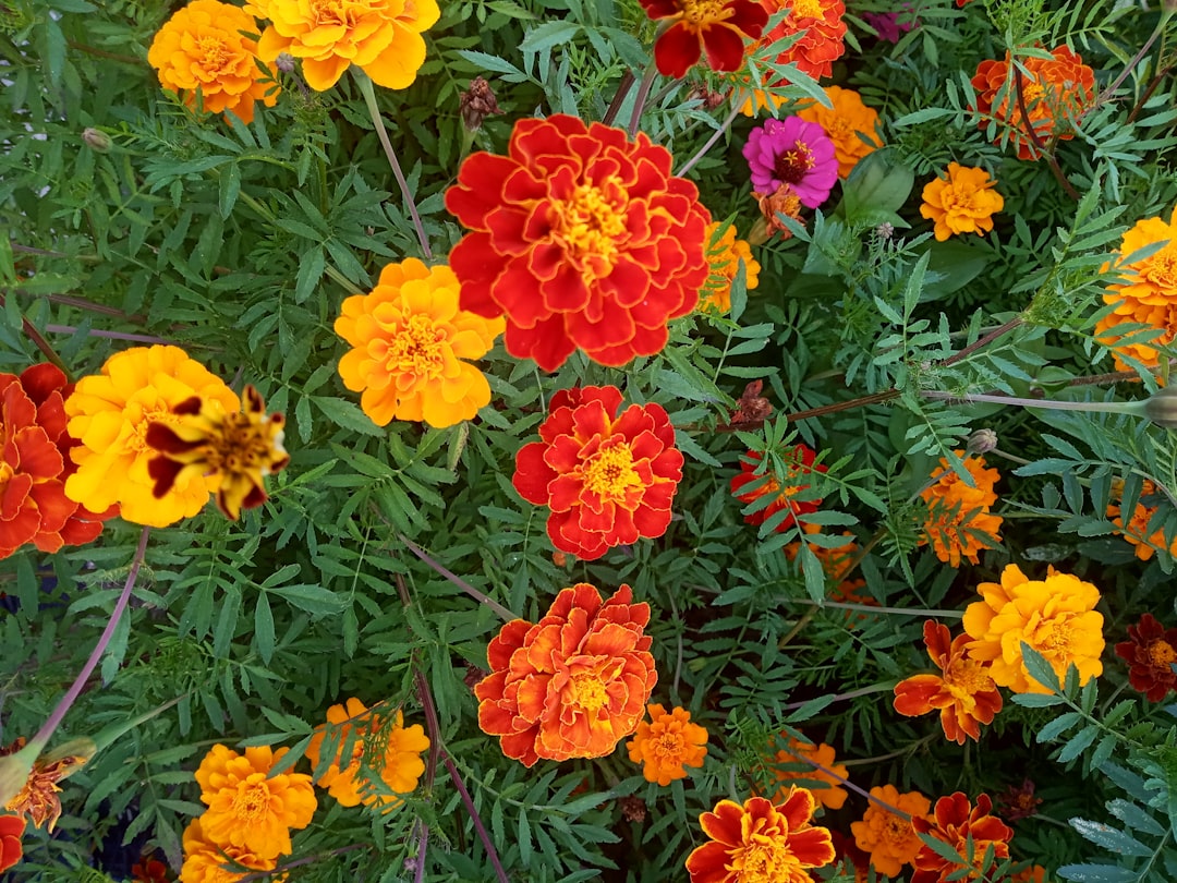 découvrez comment créer et entretenir des bacs à jardin surélevés pour optimiser la culture de vos plantes, améliorer le drainage et faciliter l'accès à votre potager.