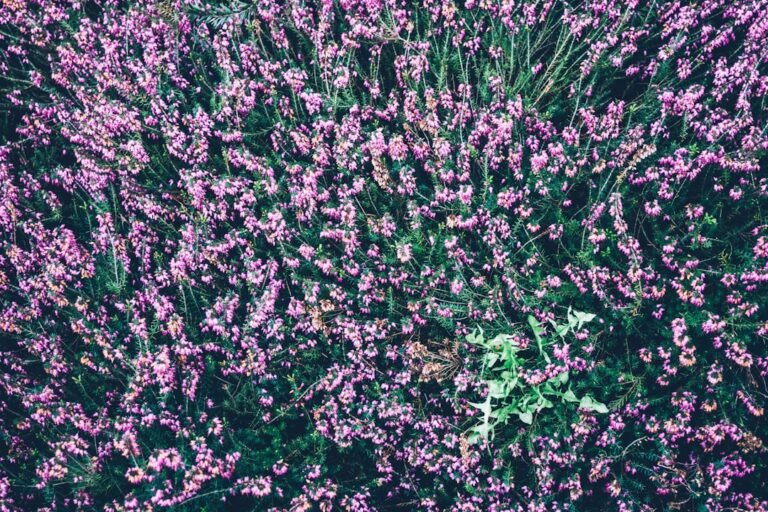 découvrez les avantages des bacs de jardin surélevés pour faciliter la culture de vos plantes, améliorer le drainage et protéger vos cultures.