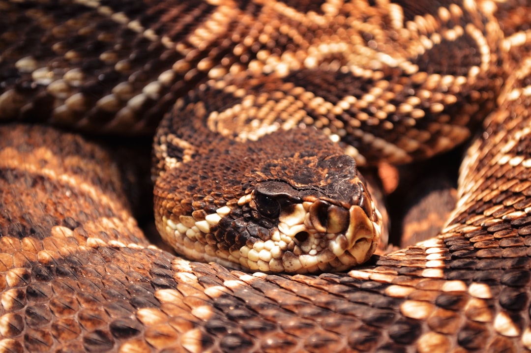 informations essentielles sur la morsure de serpent à sonnette : symptômes, premiers secours et traitement pour agir rapidement et en toute sécurité.
