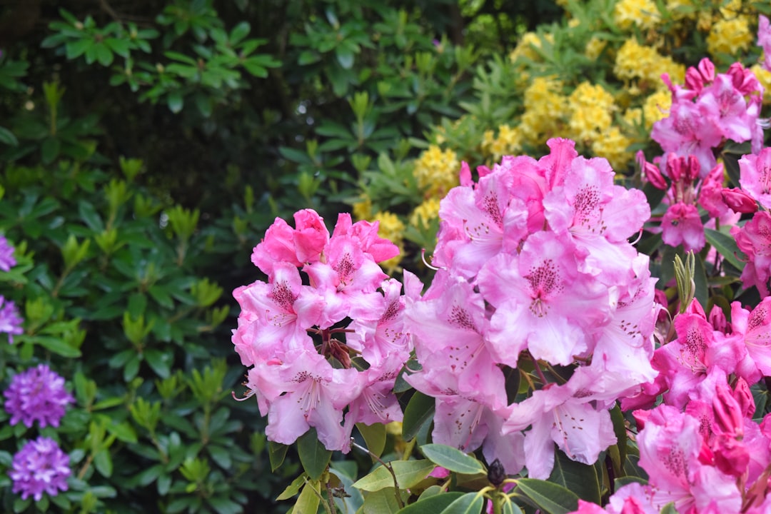 découvrez la beauté éclatante des rhododendrons et azalées en pleine floraison, des arbustes aux couleurs vibrantes qui égayent jardins et espaces verts au printemps.
