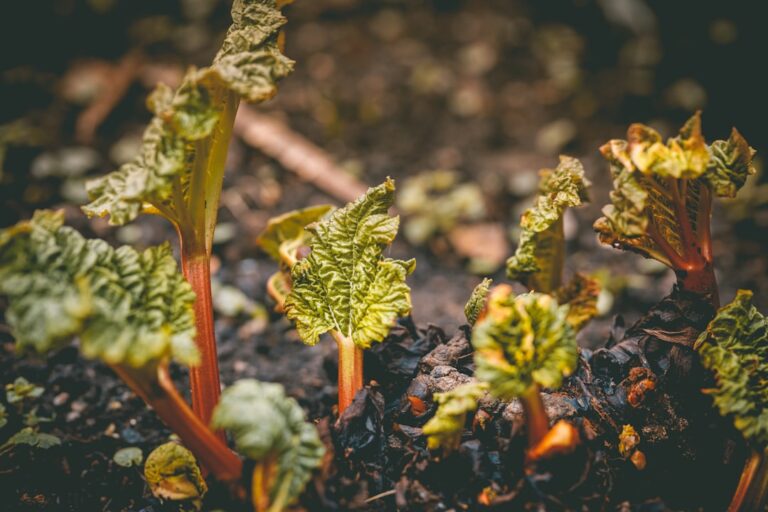 découvrez tout sur la rhubarbe : ses bienfaits, recettes savoureuses et conseils de culture pour profiter pleinement de ce délicieux végétal acidulé.
