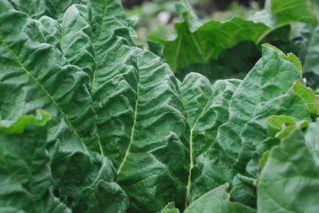 découvrez tout sur la rhubarbe : ses bienfaits, utilisations culinaires et conseils de culture pour profiter pleinement de cette plante acidulée unique.