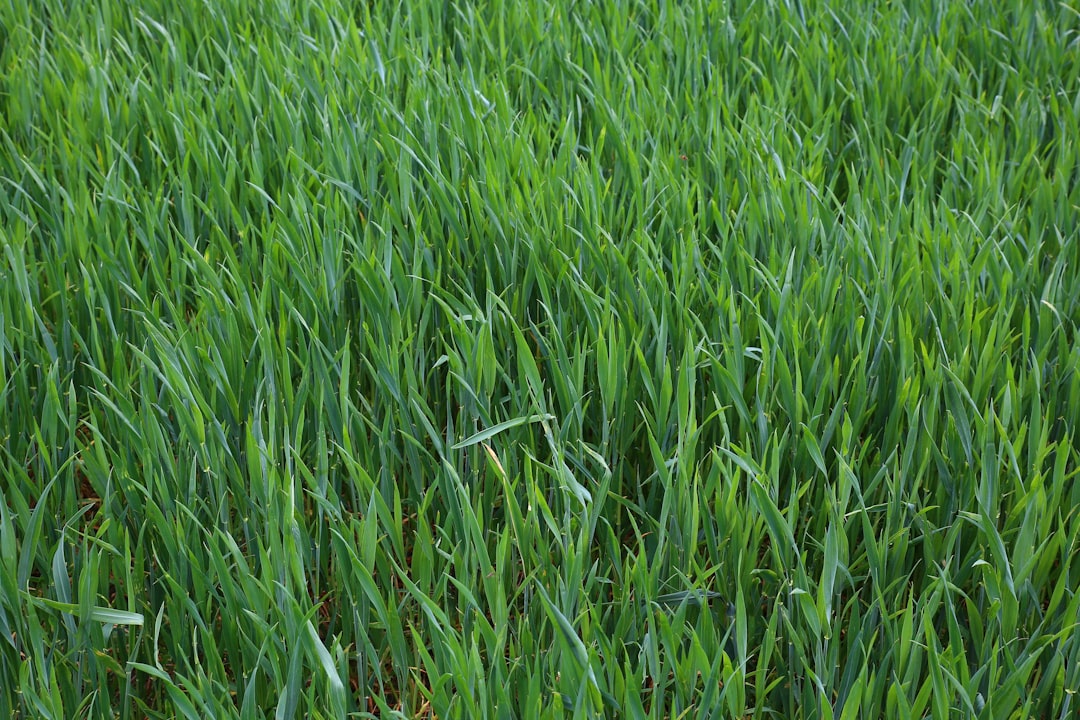 découvrez l'innovation des tondeuses à gazon robotiques qui facilitent l'entretien de votre jardin. profitez d'un gazon parfaitement tondu sans effort grâce à ces machines autonomes, programmables et respectueuses de l'environnement.