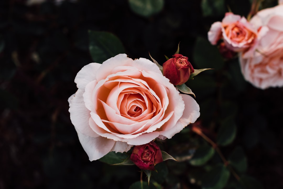 découvrez les meilleures méthodes de propagation des rosiers pour jardiniers, avec des conseils pratiques pour réussir bouturage, marcottage et greffage.