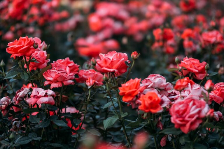 découvrez les méthodes efficaces pour la propagation des rosiers et multipliez facilement vos belles fleurs dans votre jardin.
