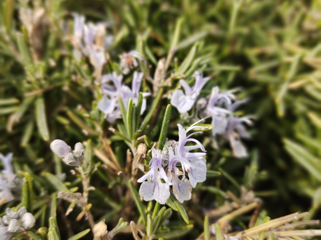 découvrez les bienfaits apaisants du romarin et de la lavande, deux plantes aromatiques aux vertus relaxantes et revitalisantes pour le corps et l'esprit.