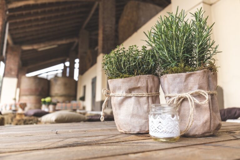 découvrez les bienfaits apaisants du romarin et de la lavande, deux plantes aromatiques aux vertus relaxantes et médicinales.