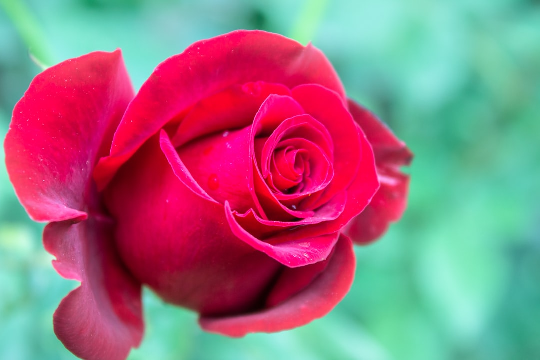 découvrez l'envoûtante beauté des roses : symboles d'amour et de passion, ces fleurs exquises illuminent vos jardins et occasions spéciales. explorez les variétés, les soins nécessaires et les conseils pour faire fleurir votre passion pour la rose.