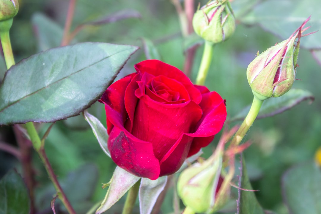 découvrez l'univers enchanteur des roses, ces fleurs majestueuses symbolisant l'amour et la beauté. explorez nos conseils de culture, d'entretien et d'arrangements floraux pour sublimer votre jardin ou votre intérieur avec ces merveilles de la nature.