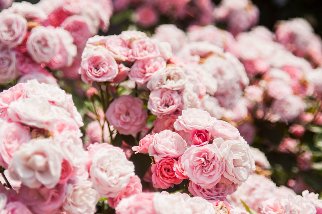 découvrez l'élégance intemporelle des roses, symboles d'amour et de beauté, parfaites pour toutes les occasions.