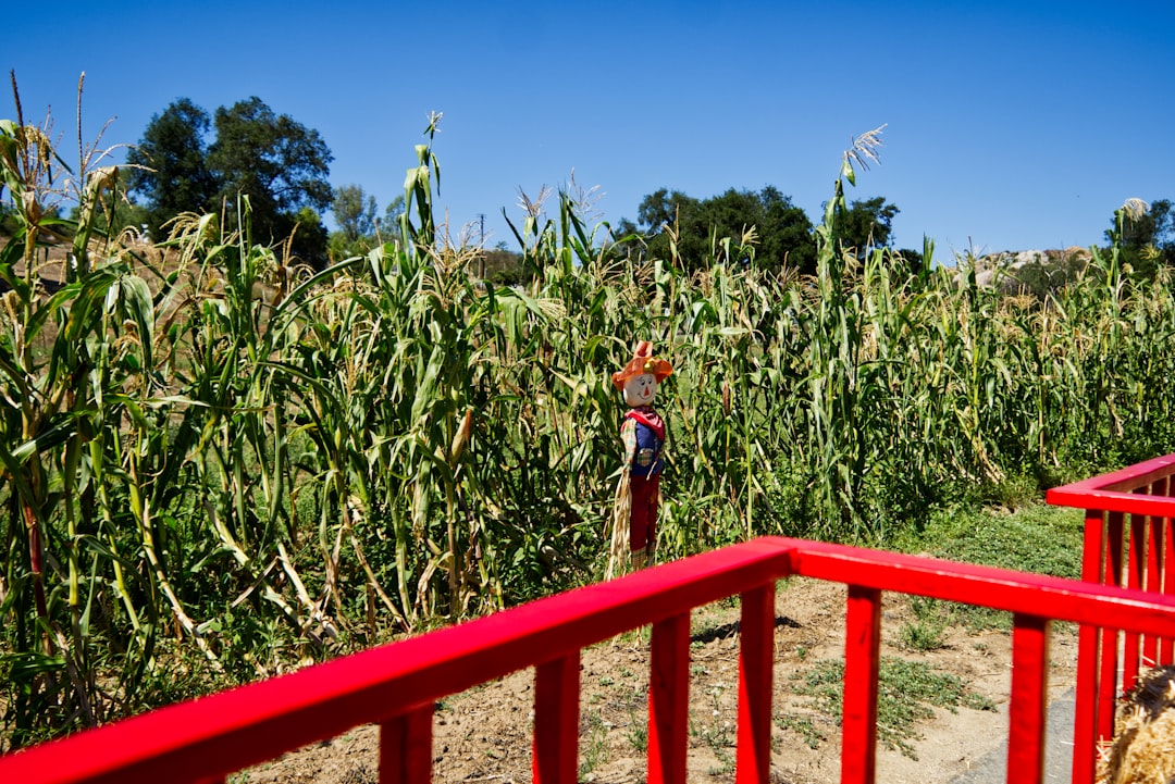 découvrez tout sur le scarecrow, l'épouvantail traditionnel utilisé pour protéger les cultures des oiseaux et ravageurs, symbole de la campagne et de l'agriculture.