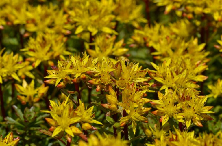découvrez le sedum, une plante succulente résistante, idéale pour les jardins secs et les toitures végétalisées. facile d'entretien, elle apporte couleur et texture toute l'année.