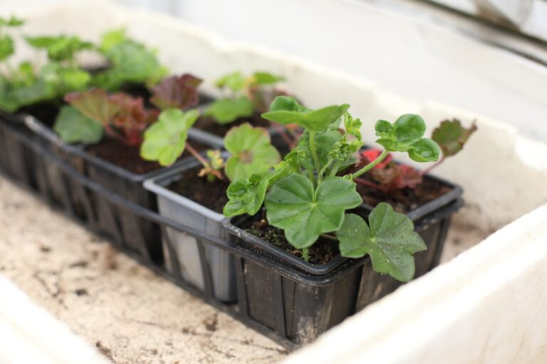 plateaux de semis pour une germination facile et une croissance optimale de vos jeunes plants.