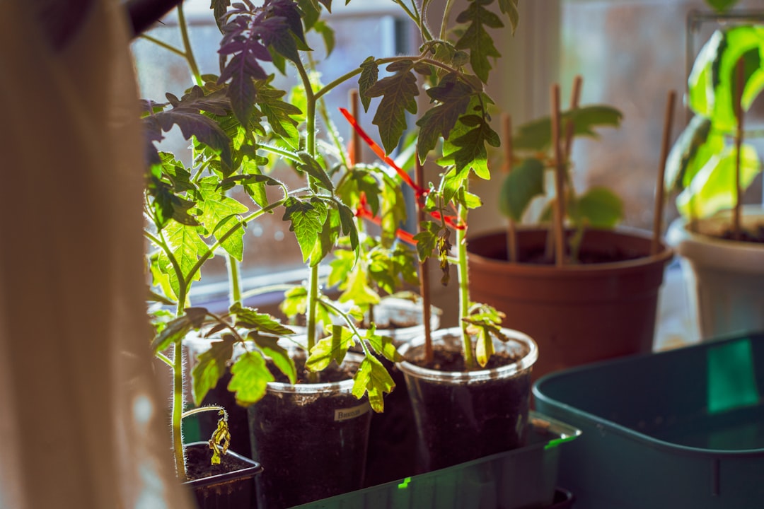 plateaux à semis : découvrez nos plateaux pour démarrer vos semis facilement et favoriser la croissance de vos jeunes plants.
