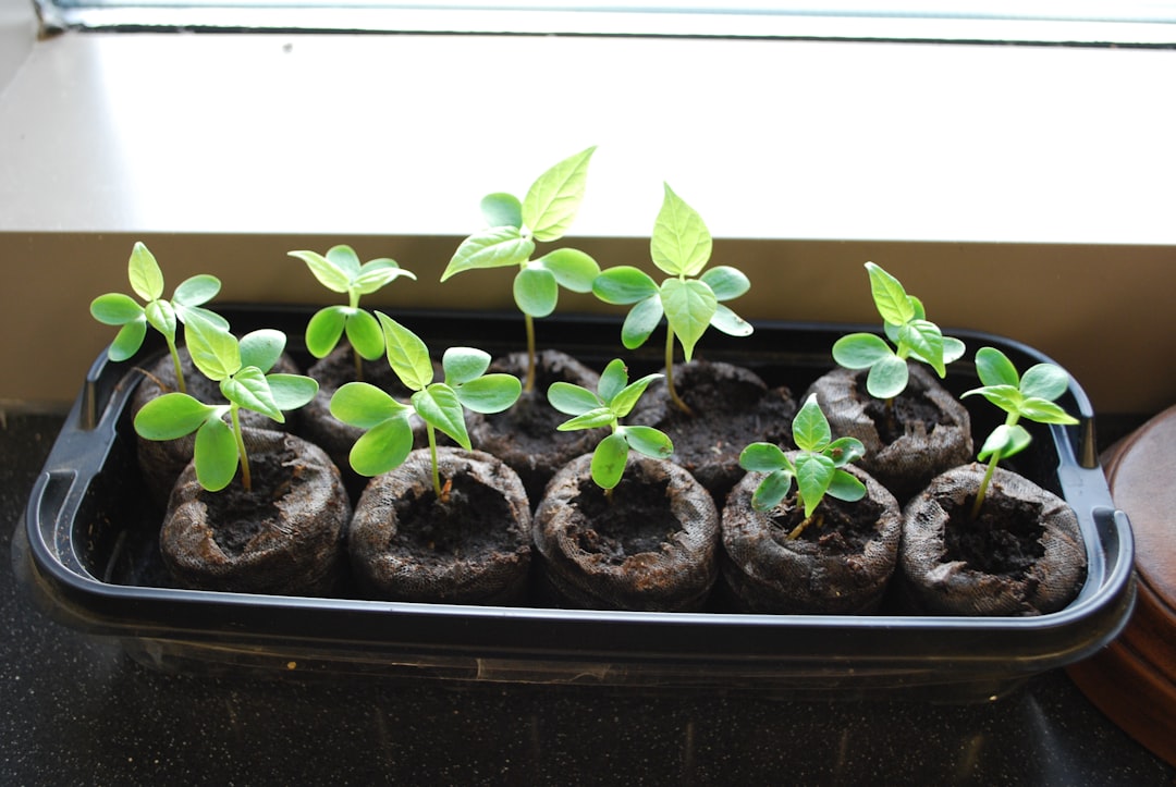 plateaux à semis pratiques et durables pour une germination optimale de vos graines de plantes et légumes.