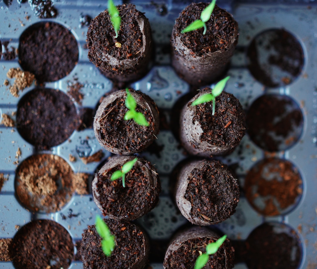 découvrez l'univers fascinant des graines : types, bienfaits, et conseils de plantation pour un jardin prospère. cultivez vos propres légumes, fleurs et herbes aromatiques grâce à nos astuces pratiques.
