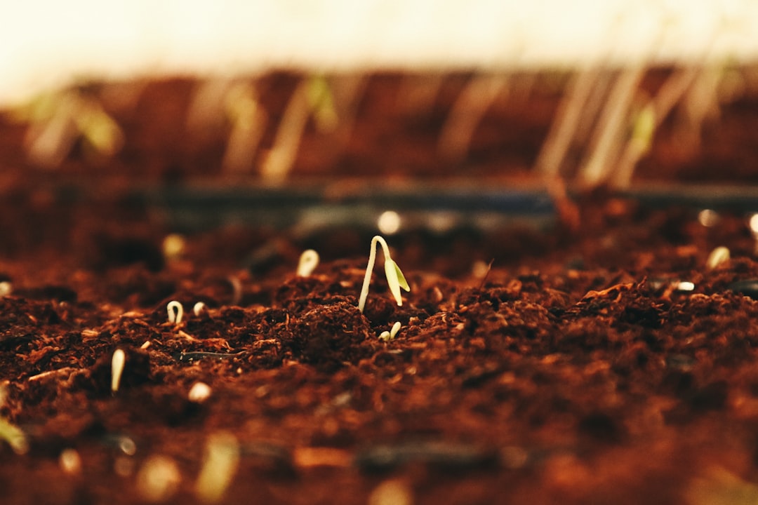 découvrez notre sélection de graines de qualité pour vos plantations. que vous soyez jardinier amateur ou professionnel, trouvez les graines idéales pour faire pousser vos plantes avec succès.