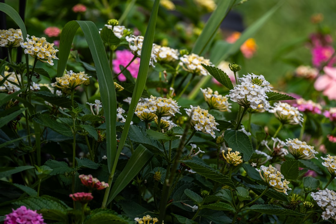 découvrez comment aménager un jardin d'ombre magnifique avec des plantes adaptées et des astuces de jardinage pour un espace verdoyant et ombragé toute l'année.
