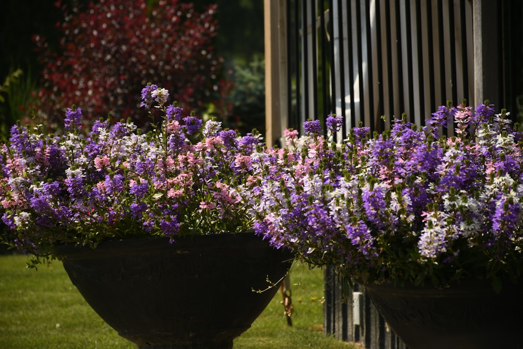 découvrez une sélection de fleurs adaptées aux zones ombragées pour embellir votre jardin même sans soleil direct.