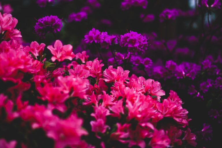 découvrez une sélection de fleurs adaptées aux zones ombragées, idéales pour embellir les jardins peu exposés au soleil.
