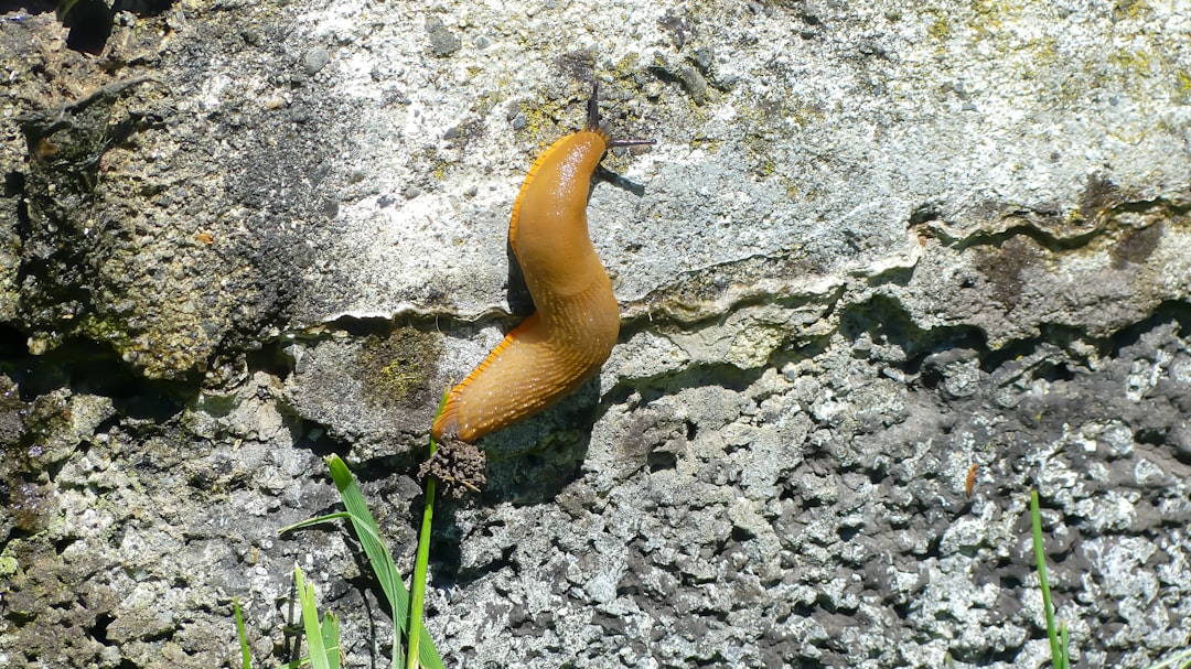 découvrez nos solutions efficaces pour repousser les limaces et protéger votre jardin naturellement avec nos répulsifs anti-limaces.