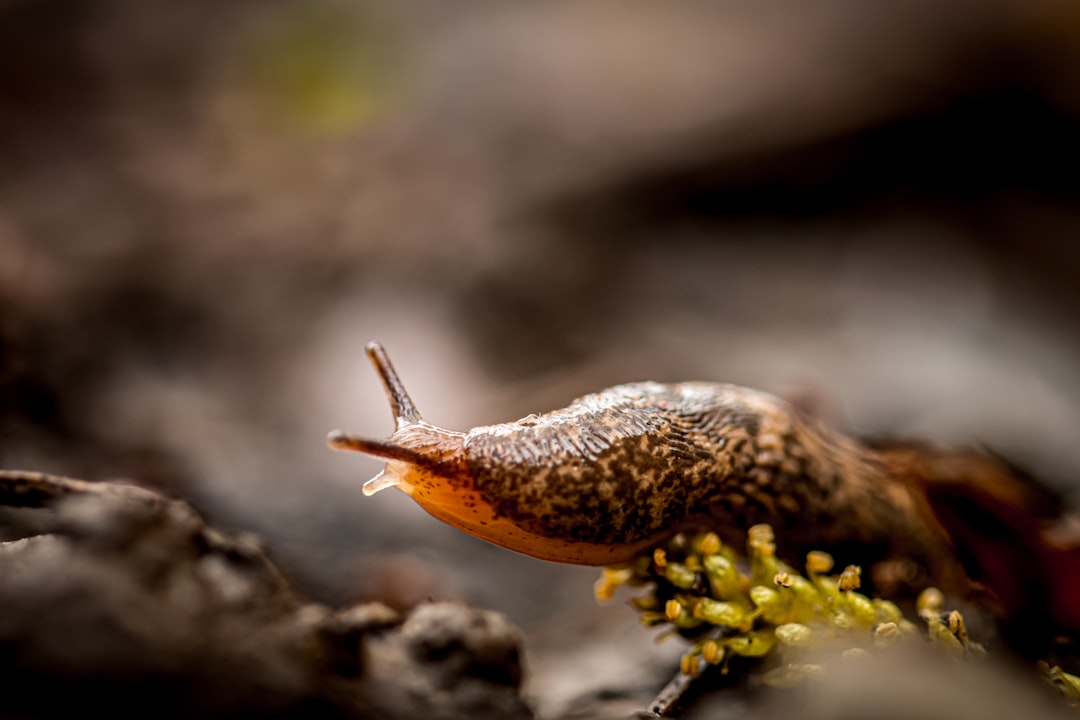 découvrez tout sur les slugs : leur définition, leur utilité en seo et comment les optimiser pour améliorer le référencement de votre site web.