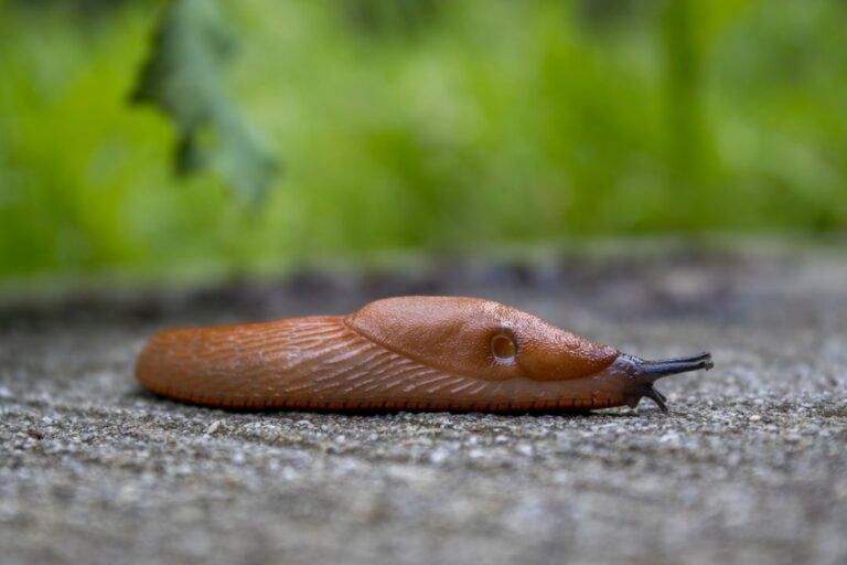 découvrez tout ce qu'il faut savoir sur les slugs : définition, utilisation, et conseils pour optimiser leur gestion dans vos projets web.
