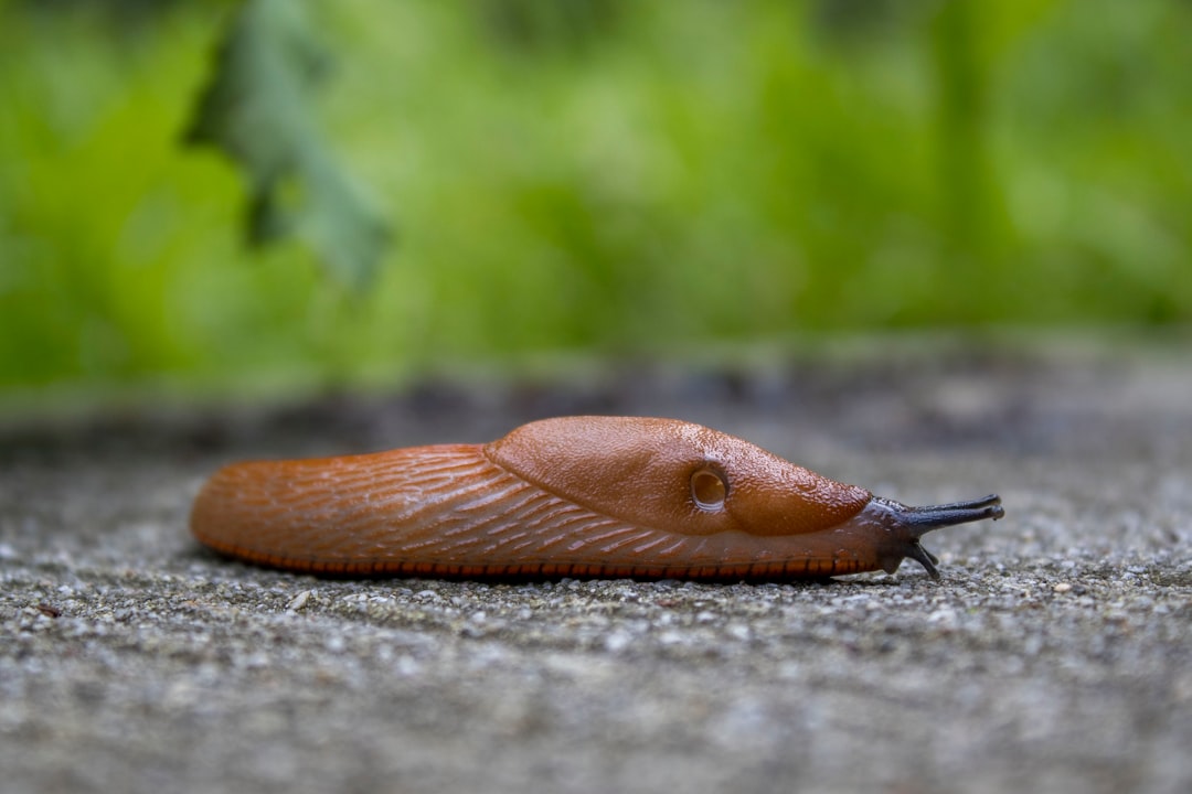 découvrez tout ce qu'il faut savoir sur les slugs : définition, utilisation, et conseils pour optimiser leur gestion dans vos projets web.