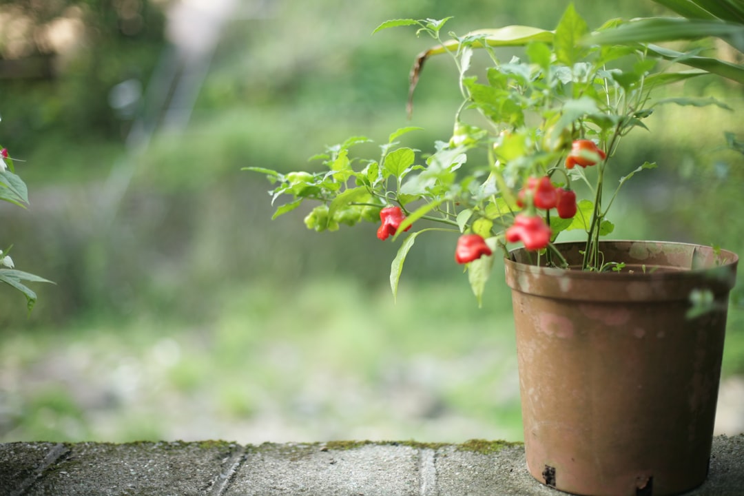 découvrez nos conseils de jardinage malin pour entretenir facilement votre jardin, optimiser la croissance de vos plantes et profiter d'un espace vert florissant toute l'année.
